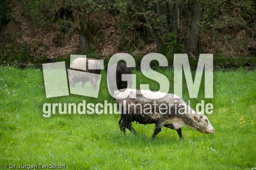 Hausrind (73 von 174).jpg